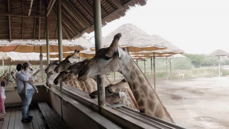 Gente-Alimentando-Jirafas-Con-Plátanos-En-Una-Terraza-De-Jirafas-En-Safari-World,-Bangkok