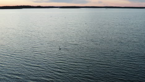 Aerial-view-of-swan-on-the-coast-of-Porkkalaniemi-archipelago,-colorful,-summer-dusk,-in-Porkkala,-Uusimaa,-Gulf-of-Finland---rising,-tilt-down,-drone-shot