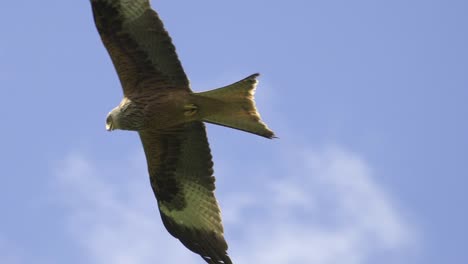 Breathtaking-tracking-shot-of-red-kite-eagle-in-flight-during-beautiful-summer-day