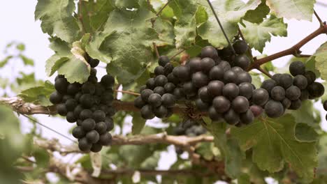 Organic-grape-vineyard-with-many-bunches-of-grapes-for-harvesting