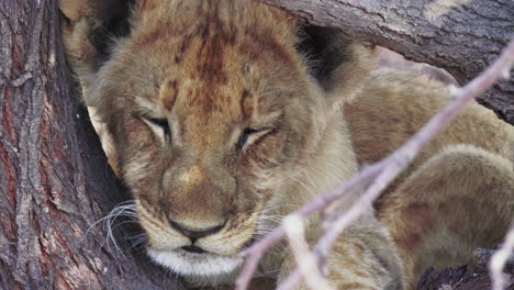 A-beautiful-lion-cub-peeking-through-large-tree-roots---close-up