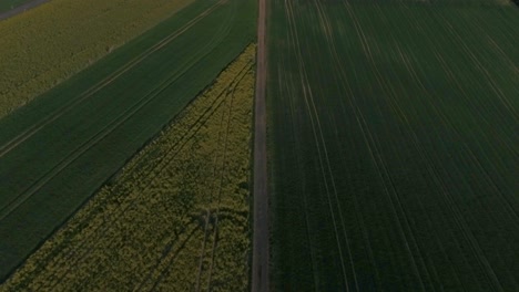 Drone-flight-top-down-above-yellow-and-green-fields