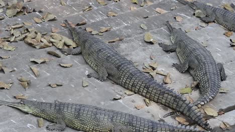 Clip-De-Cocodrilos-Descansando-En-El-Zoológico-De-Indore,-Madhya-Pradesh,-India