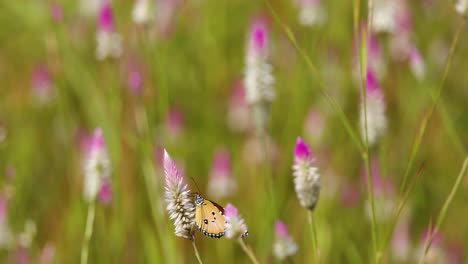 Common-Tiger-butterfly-sits-pollinating-a-pink-white-flower-in-a-array-of-colours-of-pink,white-green-and-brown-in-a-meadow-in-Central-India