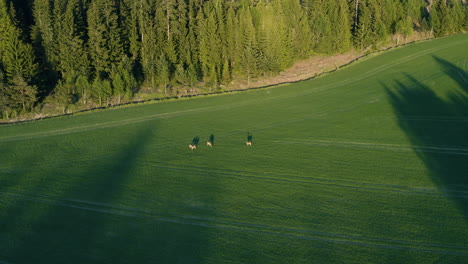 Aerial-view-overlooking-deer,-grazing-on-a-green-field,-on-the-countryside-of-Finland,-golden-hour,-in-Porkkala,-Uusimaa---Rangifer-tarandus-fennicus---orbit,-drone-shot