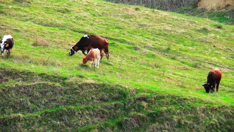 Cows-eating-grass-on-a-hill,-country-scenery