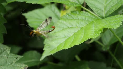 Scorpionfly-Insekt,-Das-Vom-Grünen-Blatt-Im-Wald-Wegfliegt,-Nahaufnahme