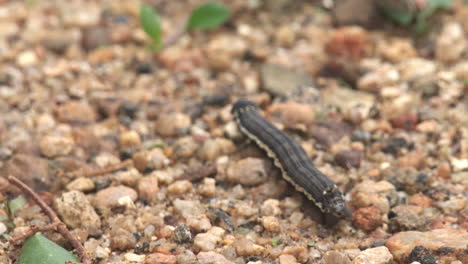 Caterpillar-with-stick-moving-through-boulders-in-the-soil,-tail-spike