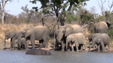 Animales-Africanos-En-Un-Pozo-De-Agua,-Una-Manada-De-Elefantes-Beben-Mientras-Un-Hipopótamo-Vadea-En-El-Agua