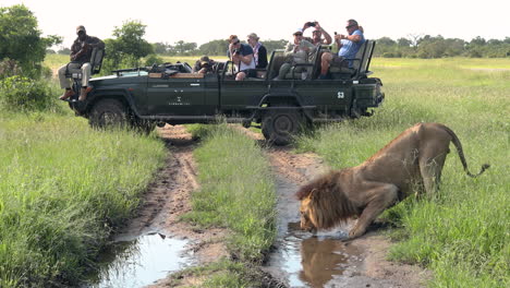 Gruppe-Aufgeregter-Safaritouristen,-Die-Einen-Großen-Männlichen-Löwen-Genießen,-Der-Aus-Einer-Nahe-Gelegenen-Pfütze-Trinkt