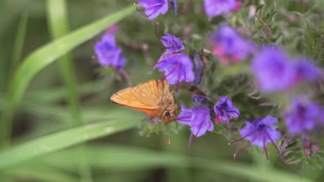 Gelber-Schmetterling-Auf-Lila-Blume-Mit-Geringer-Schärfentiefe
