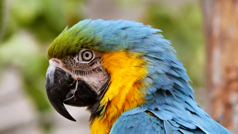 Macro-close-up-shot-of-pretty-macaw-ara-parrot-with-colorful-feathers-during-daytime