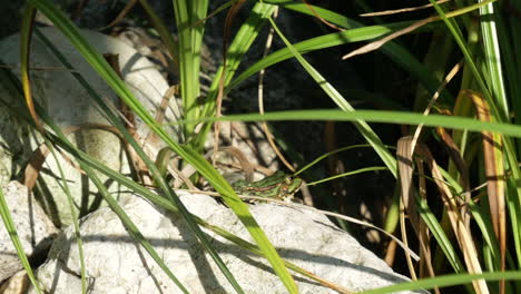 Grüner-Frosch-Versteckt-Sich-Auf-Felsen-Zwischen-Grünen-Wasserpflanzen-Während-Des-Schönen-Sommertages,-Nahaufnahme
