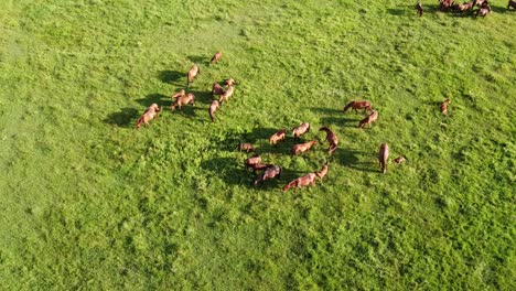 Aerial-drone-video,-flying-over-a-herd-of-horses