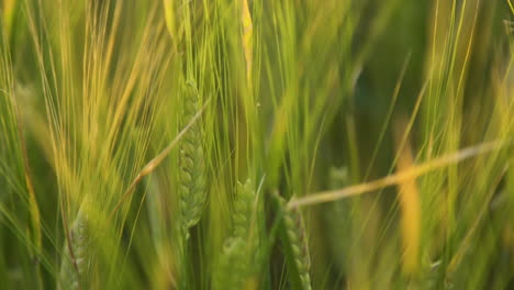 Green-and-yellow-ripe-spikes,-stems-and-stalks-of-outdoor-natural-fresh-vegetarian-barley-grain-crops-in-tranquil-farming-land-on-sunny-day,-static-close-up-selective-focus