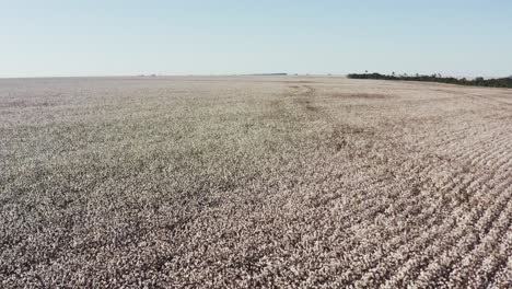 Drone-shot-flying-low-over-a-large-white-cotton-field