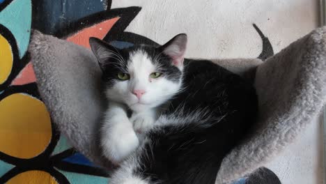 A-cute-black-and-white-tabby-kitten-wakes-up-from-a-nap-perched-on-a-fuzzy-wall-mounted-shelf-on-a-colorful-painted-white-wall-in-a-cat-cafe-that’s-also-a-rescue-shelter-and-animal-adoption-agency