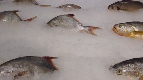 Pescado-De-Marisco-Fresco-Sobre-Hielo-Triturado-En-Exhibición-Fría-En-El-Mercado-De-Pescado-Interior-Y-El-Supermercado