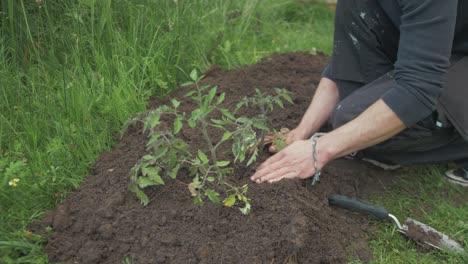 Transplanting-tomato-plants-into-garden-soil,-Medium-shot