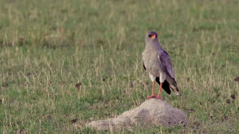Pale-Chanting-Goshawk-Standing-On-The-Rock-At-The-Grassy-Field-In-Botswana-On-A-Sunny-Day---Medium-Shot