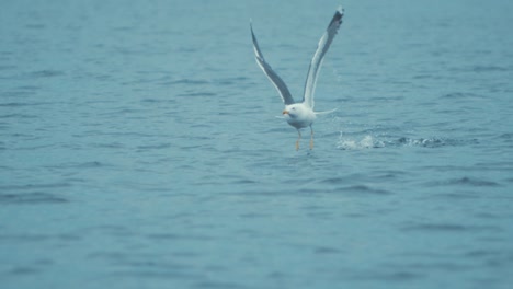 Common-gull-takes-flight-running-across-water-SLOW-MOTION