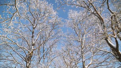 Spectacular-winter-scene-looking-up-at-top-of-dormant-trees-covered-with-white-snow-against-bright-blue-sunny-sky-day,-low-vantage-pan