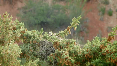 Rotschwanzfalkenbabys,-Die-Sich-Im-Nest-Auf-Der-Kiefernbaumspitze-Niederlegen