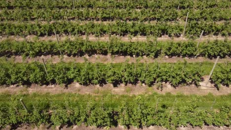 Lush-Apple-Trees-Under-The-Sunlight-In-An-Apple-Orchard-In-Leelanau-Peninsula,-Michigan---aerial-drone