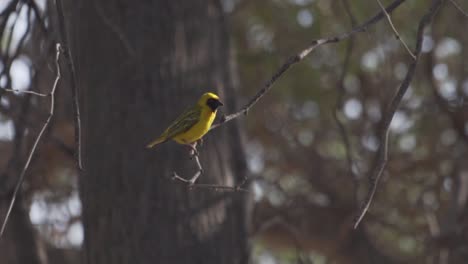 Primer-Plano-De-Un-Pájaro-Amarillo-Africano-En-Un-Parque-Nacional-En-Namibia,-áfrica