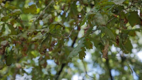 Close-up-of-Scaly-Multicolored-Oak-Foliage,-Blue-Sky-Background