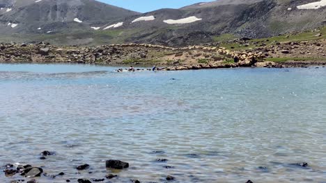 Rebaño-De-Ovejas-Entrar-En-El-Lago-Cruzar-El-Río-Nadar-En-El-Agua-Lavar-Su-Pelaje-Mojado-Lana-Por-Nómadas-En-Irán-Ardabil-Sabalan-Montaña-Nevada-Naturaleza-Paisaje-Montañoso