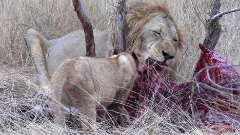 Close-view-of-male-lion-and-youngster-feeding-on-a-kill-in-tall-grass