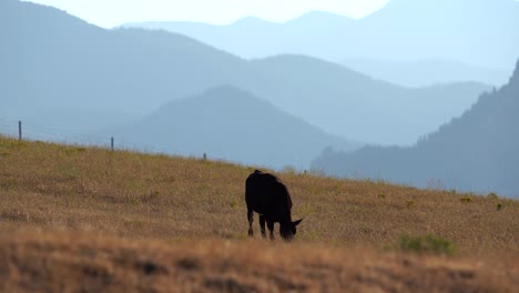 Vacas-Angus-Pastando-En-Campo-Abierto-Contra-Un-Telón-De-Fondo-De-Las-Montañas-Rocosas