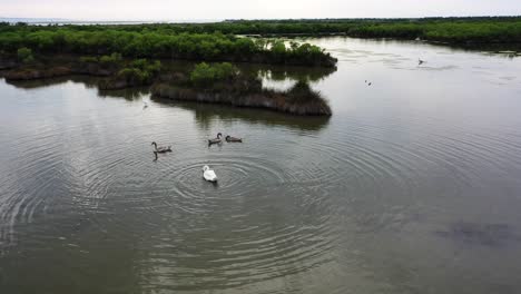 White-swan-and-brown-swans-on-the-wetlands-of-Domaine-de-Graveyron-nature-preserve-France,-Aerial-orbit-shot