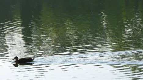 Duck-swimming-across-the-lake-in-Chapultepec-Mexico