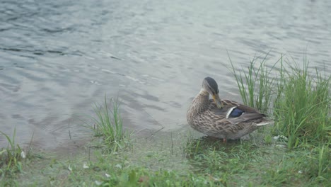 Mallard-duck-standing-in-shallow-water-shoreline-preening-feathers