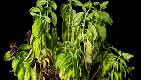 Green-Basil-plant-withering,lost-color-of-leaves-with-blackl-background