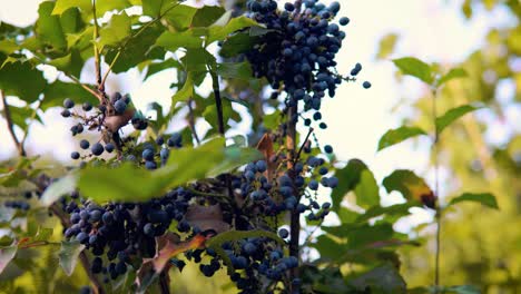 Ripe-tasty-Blueberries-growing-on-plant-in-grandmas-garden