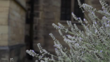 Lavender-flowers-growing-in-old-churchyard-medium-zoom-shot
