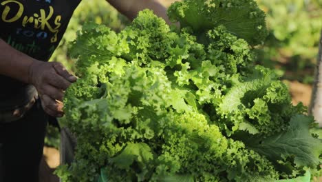 Farm-laborer-placing-bundles-of-freshly-harvest-lettuce-into-a-basket,-close-up-shot