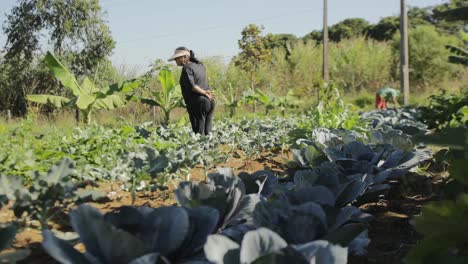 Workers-on-an-organic-farm-checking-produce-row-by-row