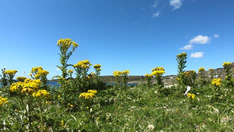 Blühende-Faunablumen-In-Connemara,-Irland