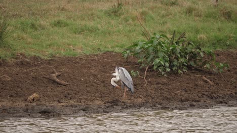 African-Grey-Heron-stands-in-mud-near-pond-grooming-its-plumage
