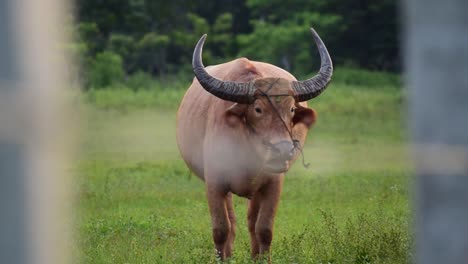 Domesticated-brown-Asian-wild-water-buffalo-with-huge-horns