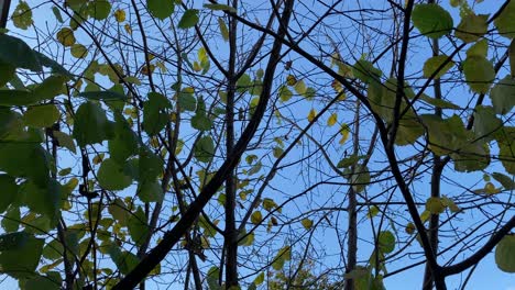 Ein-Paar-Blätter-An-Einem-Baum,-Der-Im-Herbst-Vom-Wind-Geblasen-Wird,-Mit-Blauem-Himmelshintergrund---Niedriger-Winkel,-Zeitlupe