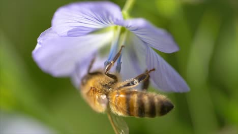 Makro-Zeitlupe-Einer-Schönen-Biene,-Die-Während-Eines-Sonnigen-Herbsttages-In-Der-Natur-An-Einer-Blühenden-Blume-Hängt