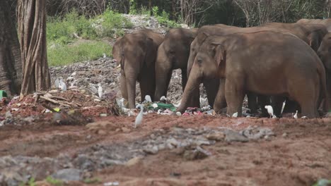 Gruppe-Von-Elefanten,-Die-Gemeinsam-Müll-Auf-Einer-Müllkippe-Essen