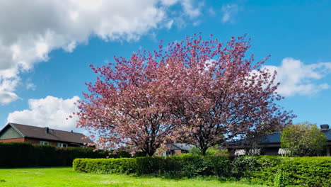 pink-tree-in-a-green-garden-park