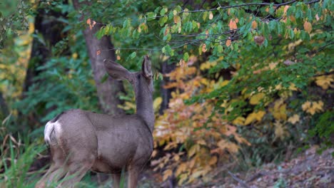 Mule-deer-eating-green-leaves