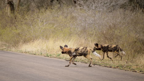 Ein-Rudel-Afrikanischer-Wildhunde-Kommt-Aus-Dem-Busch-Auf-Eine-Straße
